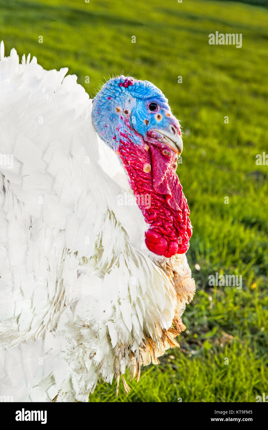 White turkey on a green meadow, Novi Sad, Serbia. Stock Photo