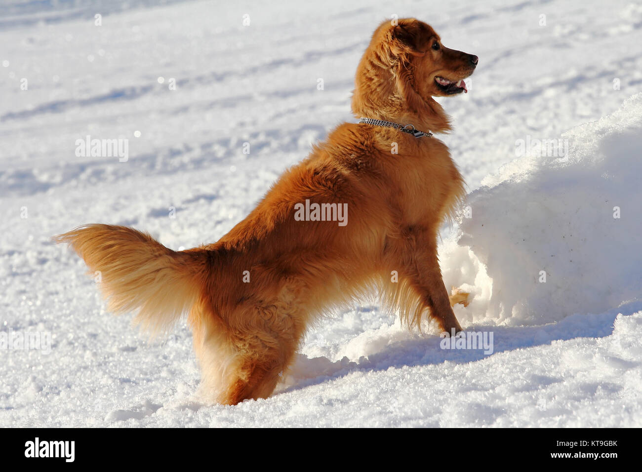 a golden retriever plays in the snow in winter Stock Photo - Alamy