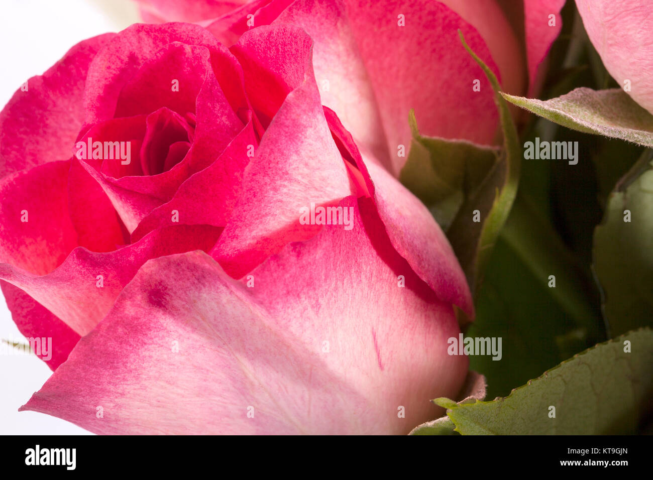 Bouquet of pink roses, close up Stock Photo - Alamy