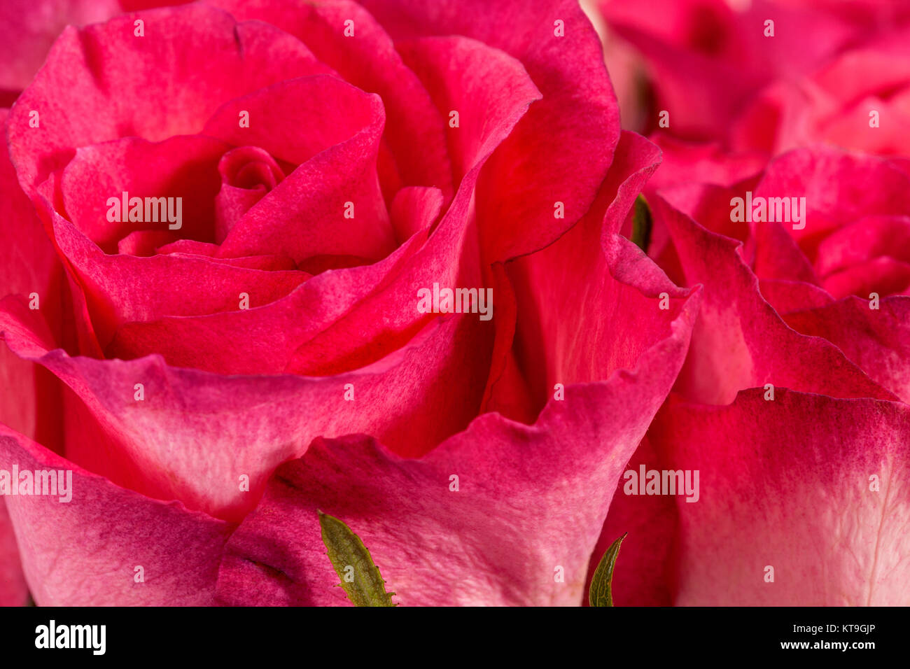 Bouquet of pink roses, close up Stock Photo - Alamy