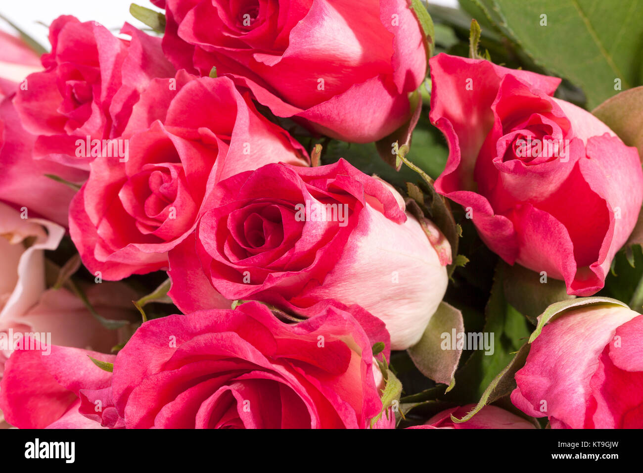 Bouquet of pink roses, close up Stock Photo - Alamy