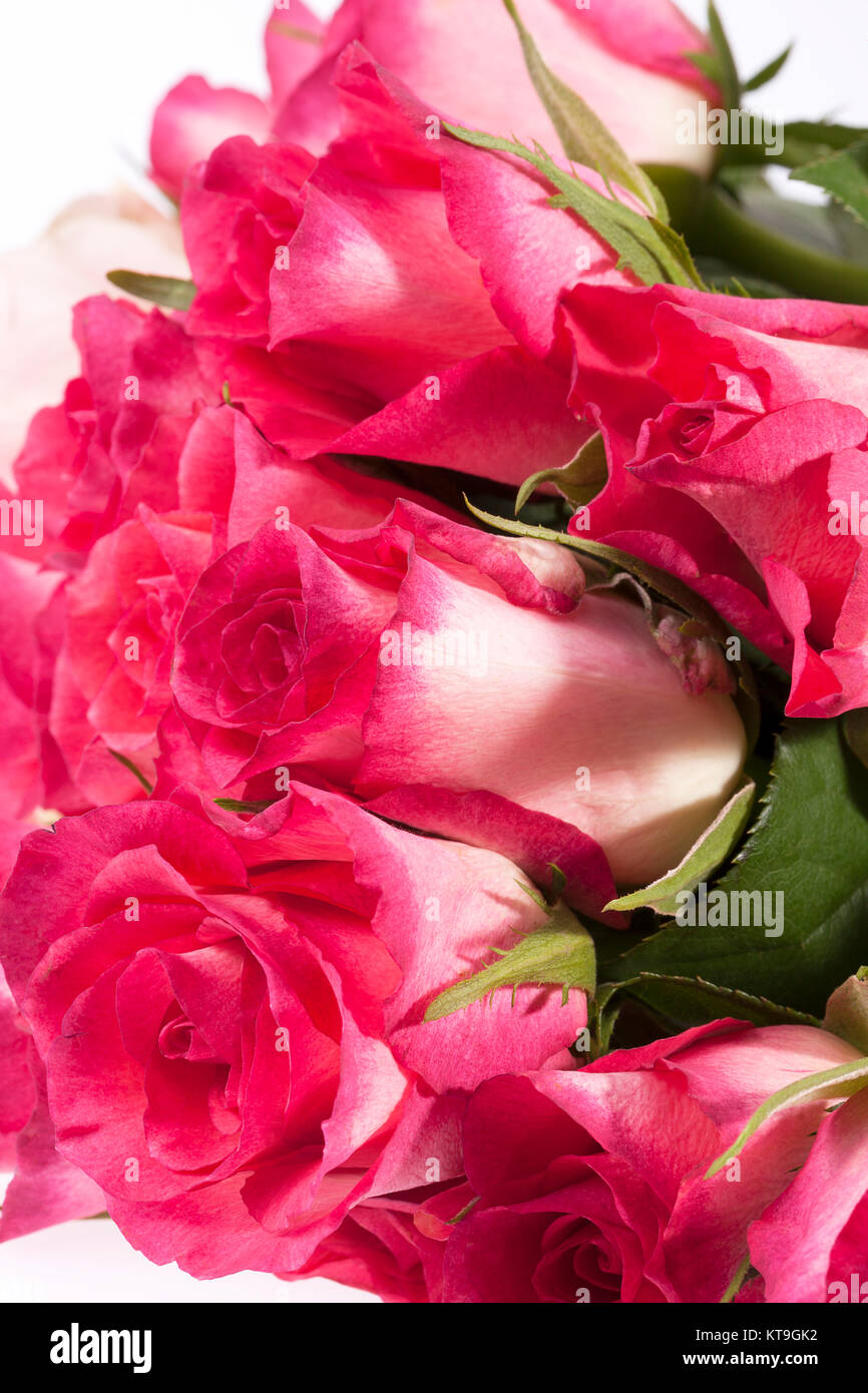 Bouquet of pink roses, close up Stock Photo - Alamy