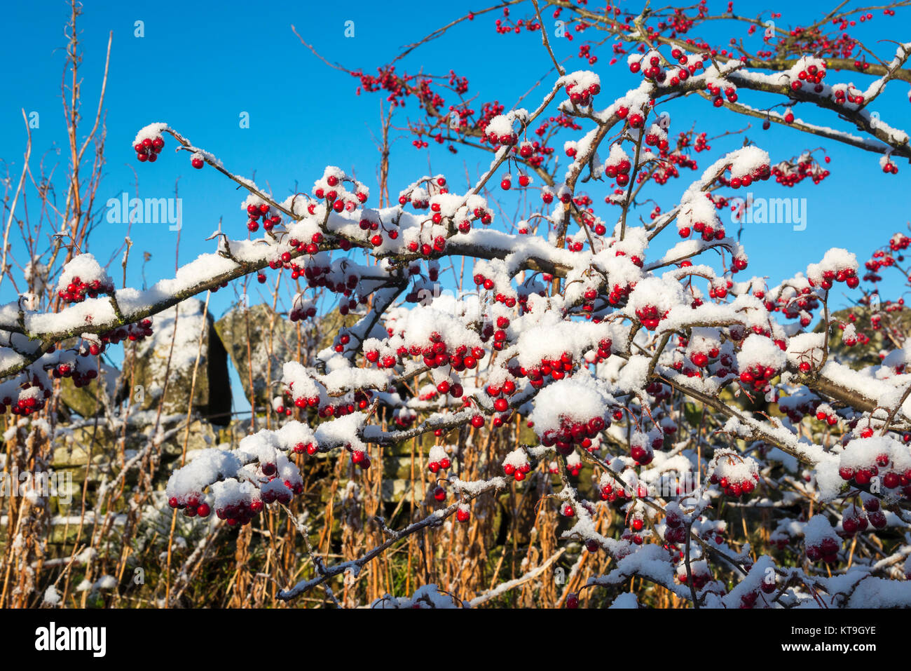 Bright red Cotoneaster berries covered in white snow against a blue sky. Stock Photo