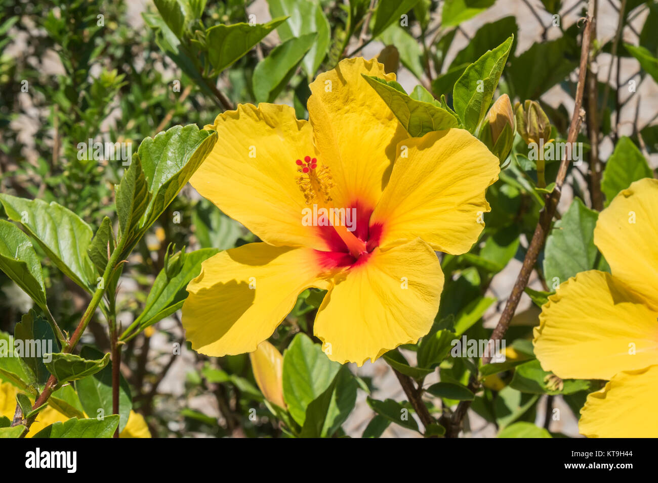 Yellow hibiscus flower in the garden Stock Photo - Alamy