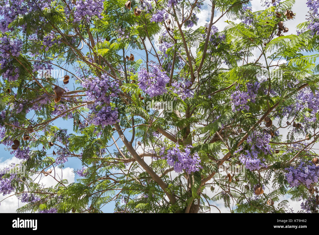 Jacaranda tree flowers Stock Photo