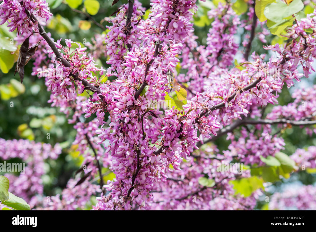 Judas tree flower (Cercis siliquastrum Stock Photo Alamy