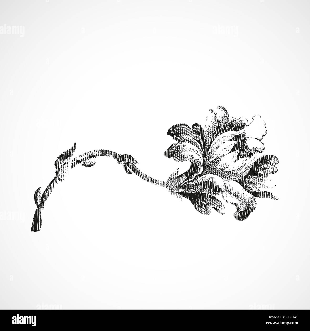 branch flower lily isolated on white Stock Photo - Alamy