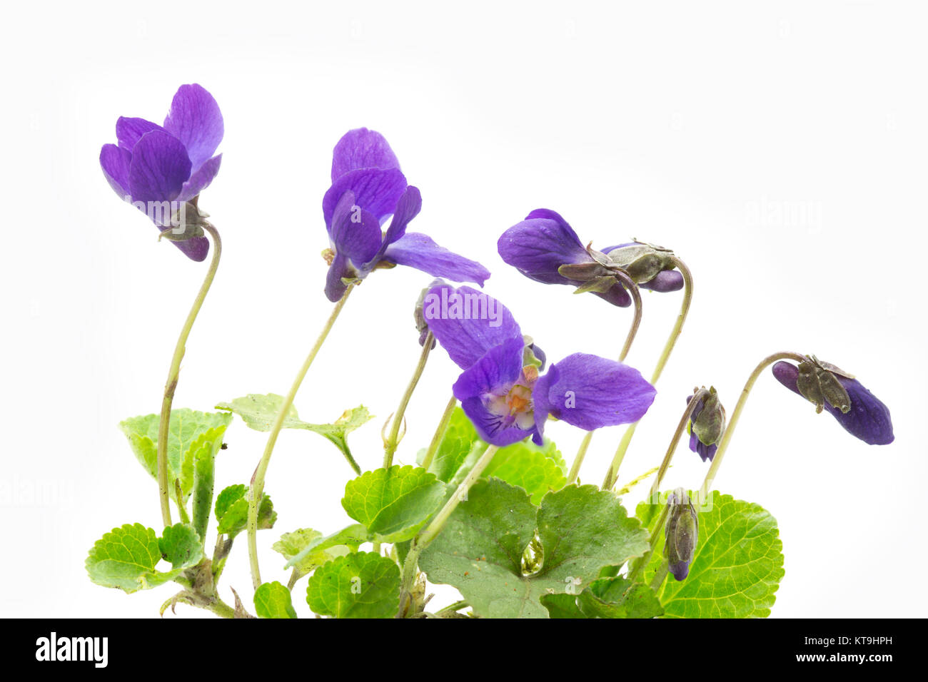 scent violet on light background Stock Photo