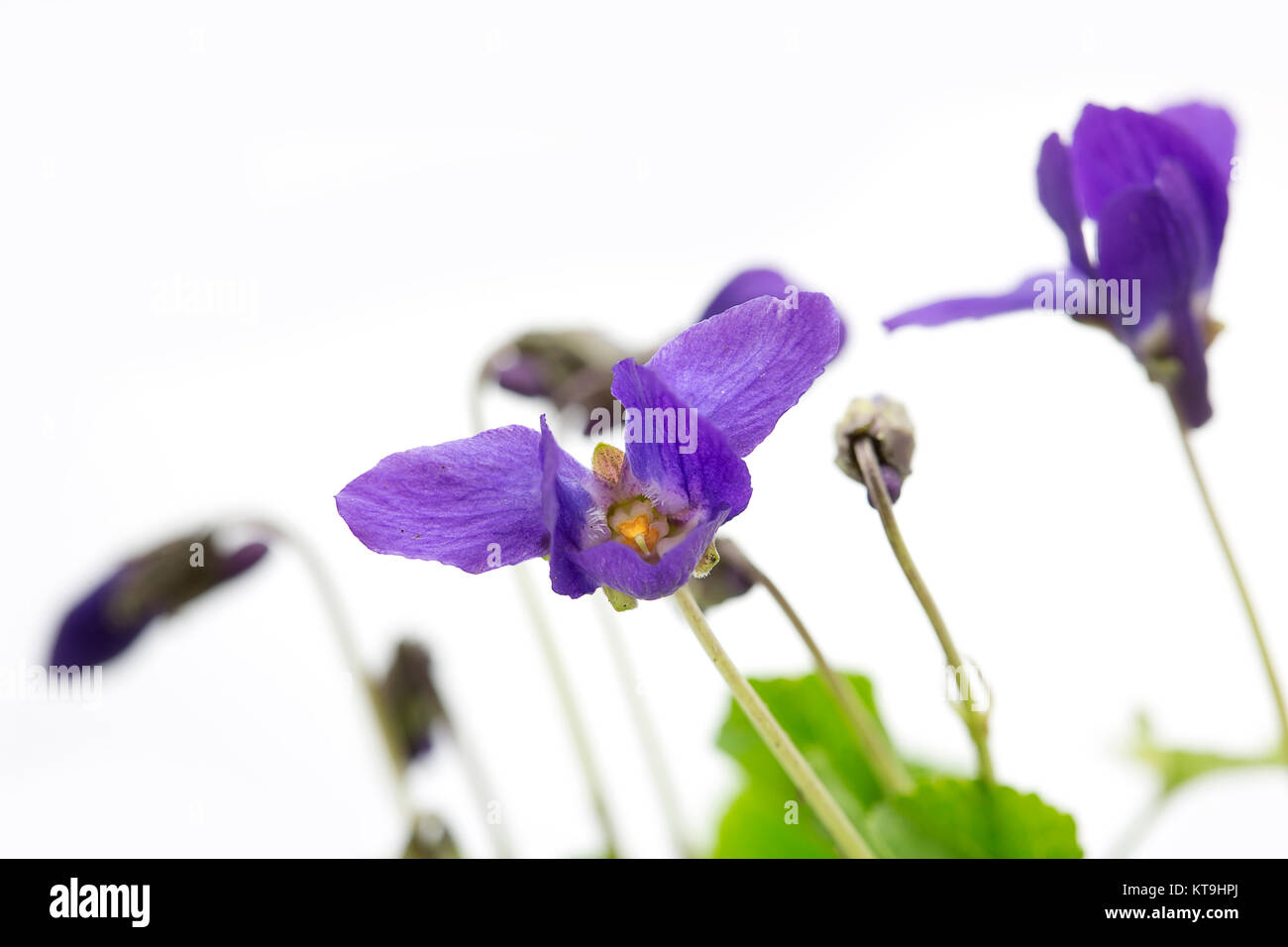 fragrance violet on a light background Stock Photo