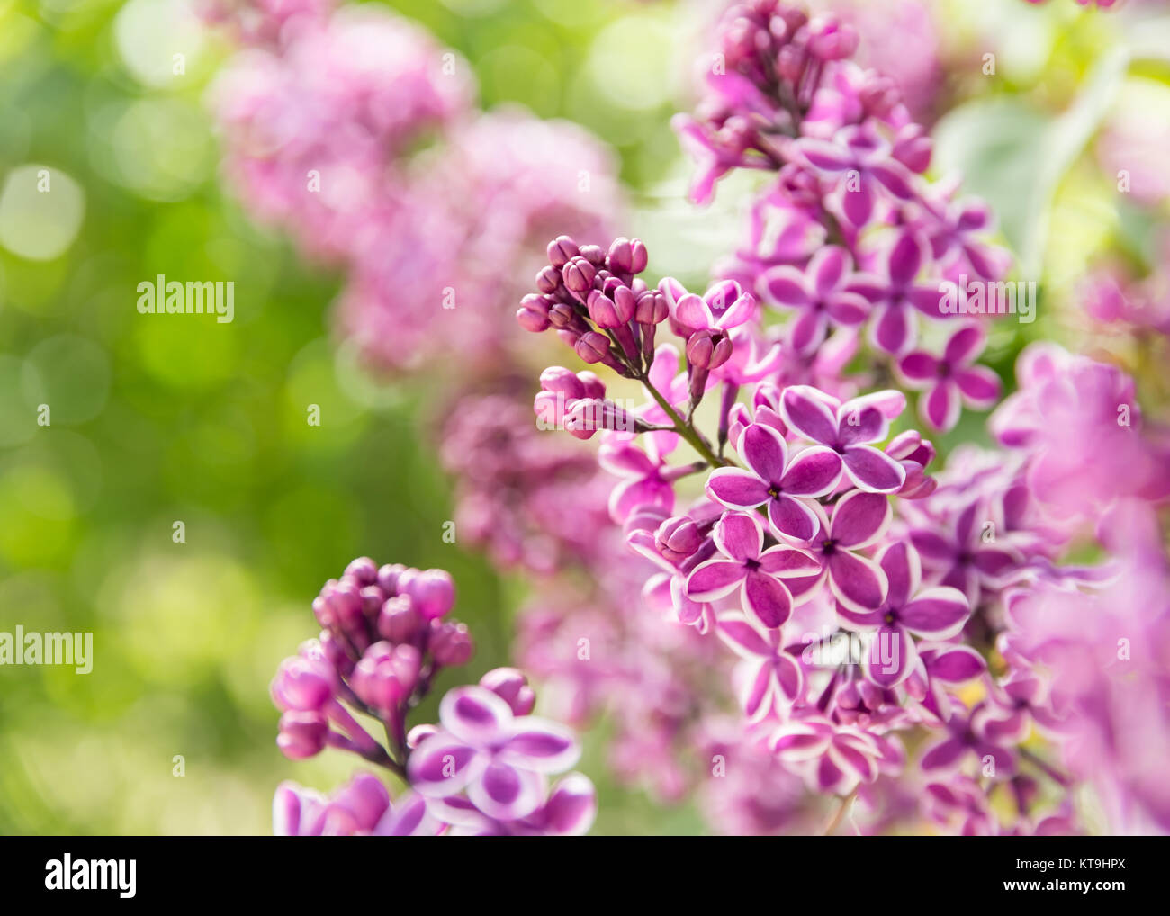 Purple lilac flowers spring blossom Stock Photo - Alamy