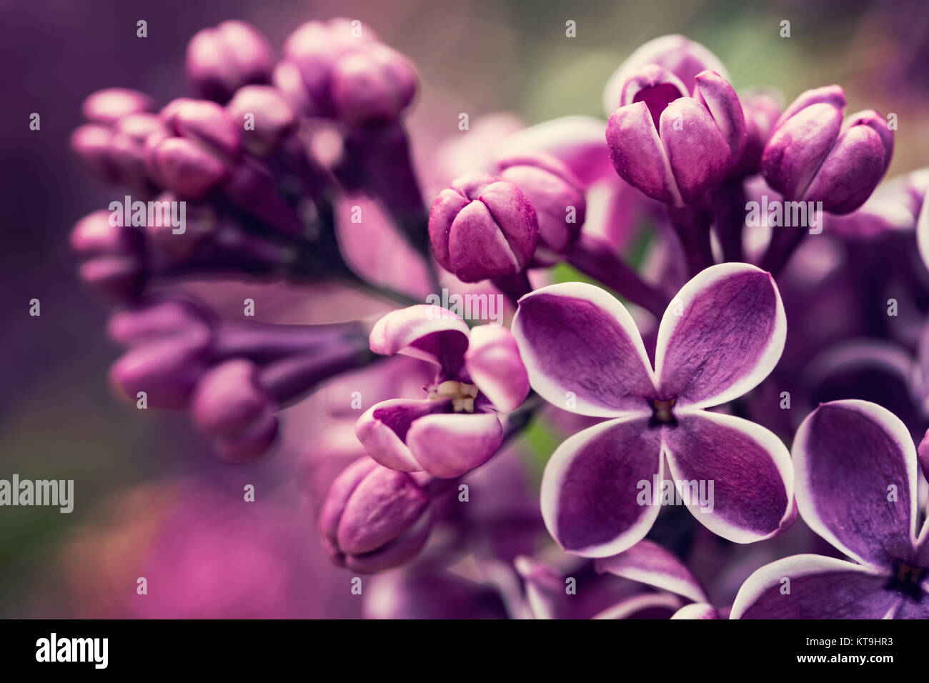 Purple lilac flowers spring blossom Stock Photo - Alamy