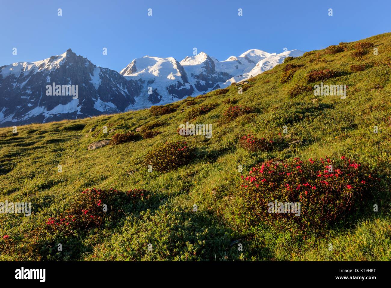 Mont blanc range spring flower hi-res stock photography and images - Alamy