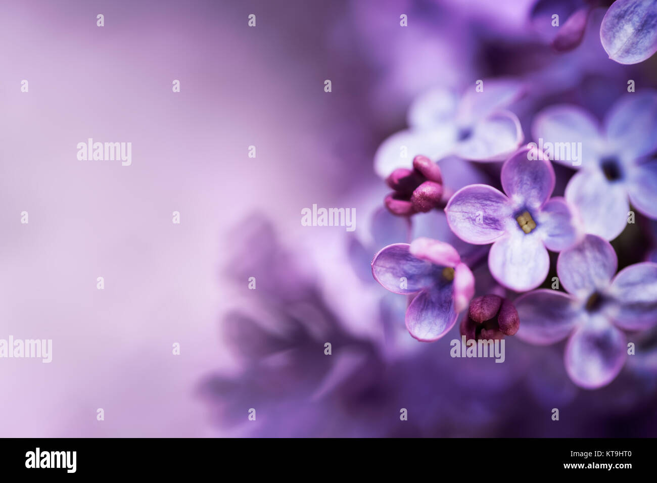 Purple lilac flowers spring blossom Stock Photo - Alamy