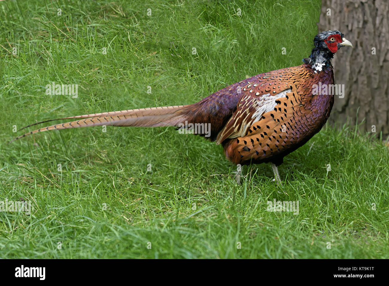 pheasant in the forest Stock Photo