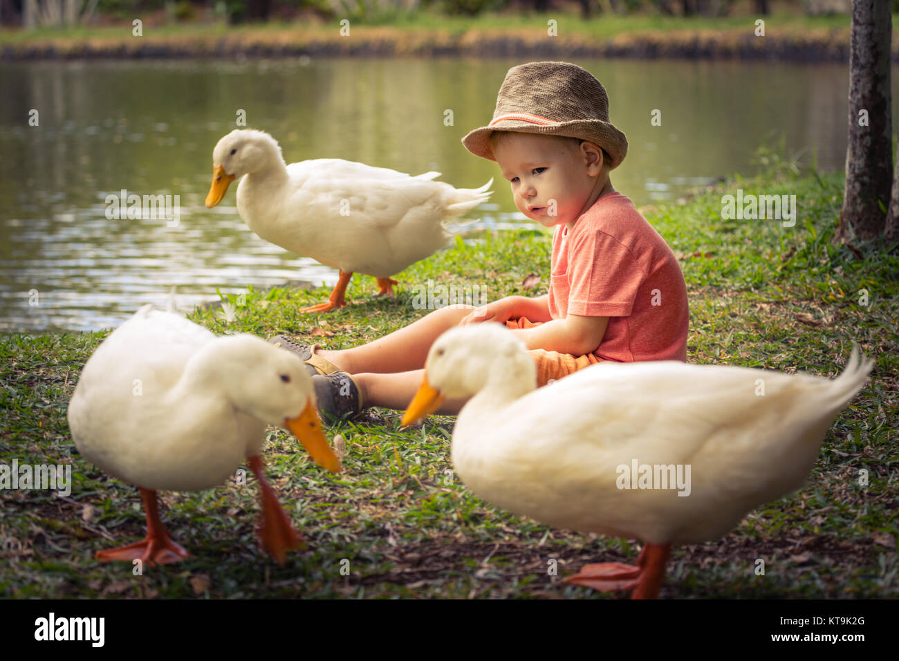 Boy and geese Stock Photo