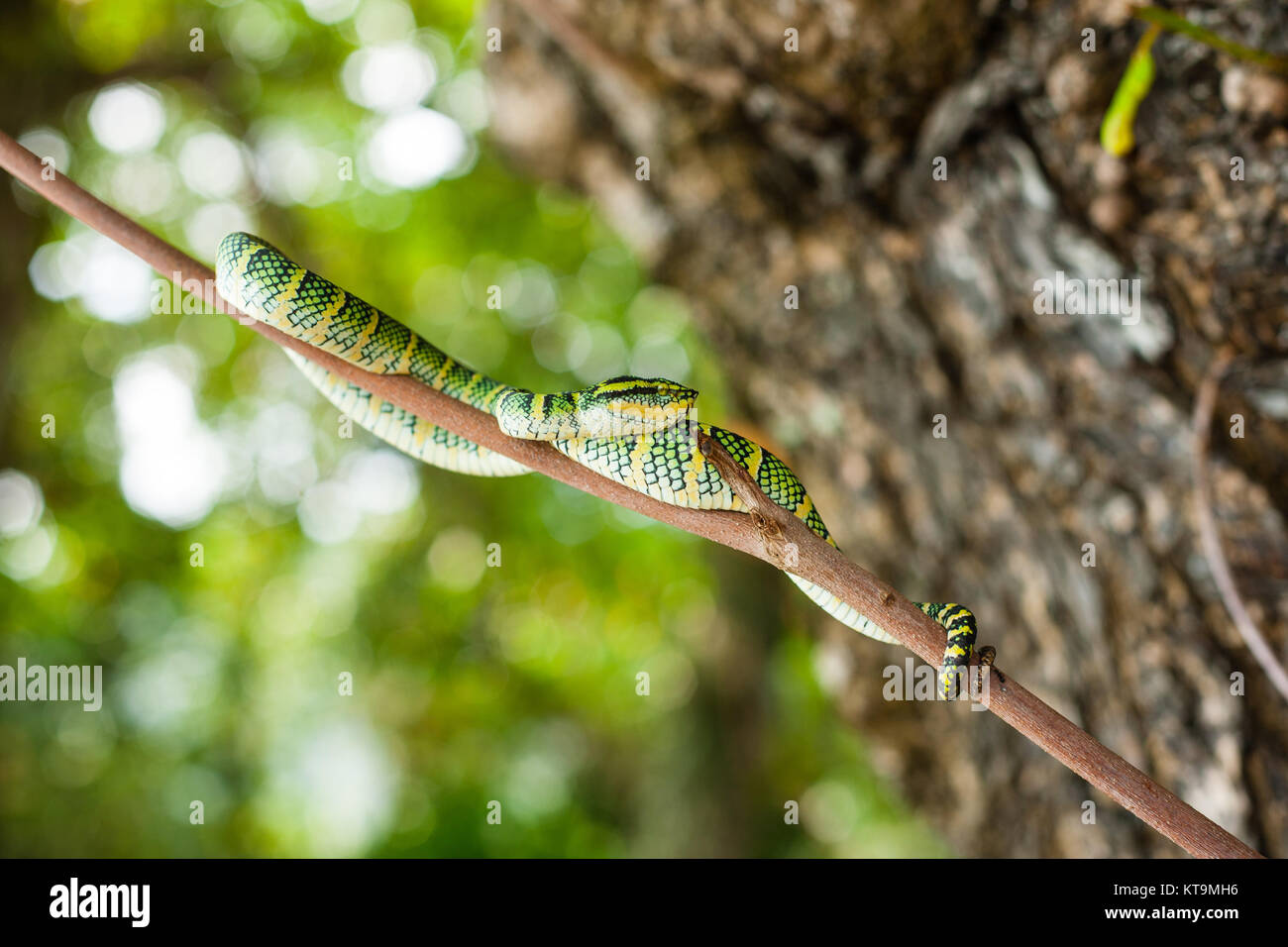 Tropidolaemus wagleri poisonous snake green yellow striped asian Stock