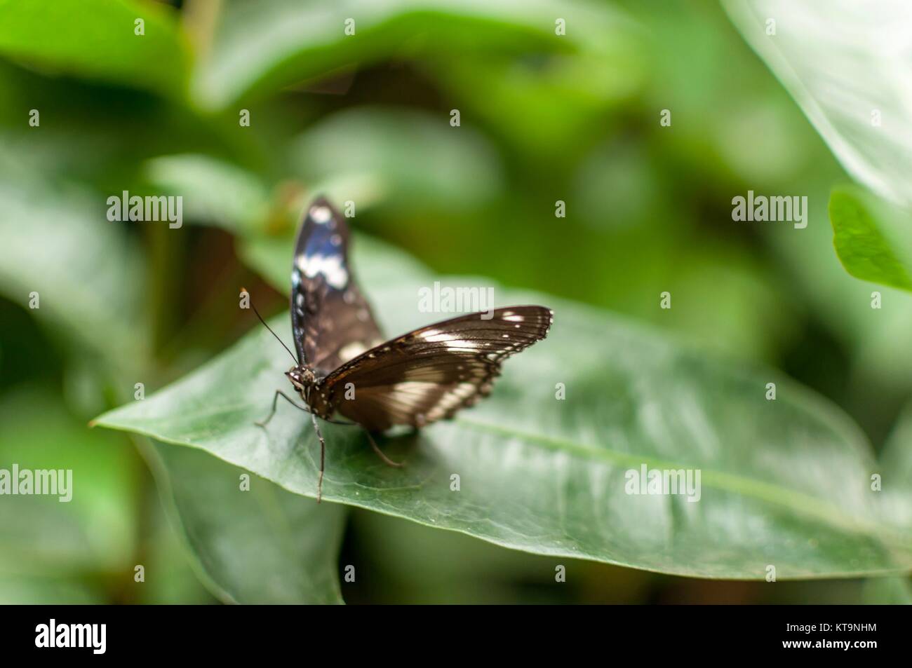 A great eggfly butterfly waiting to take off from a leaf Stock Photo