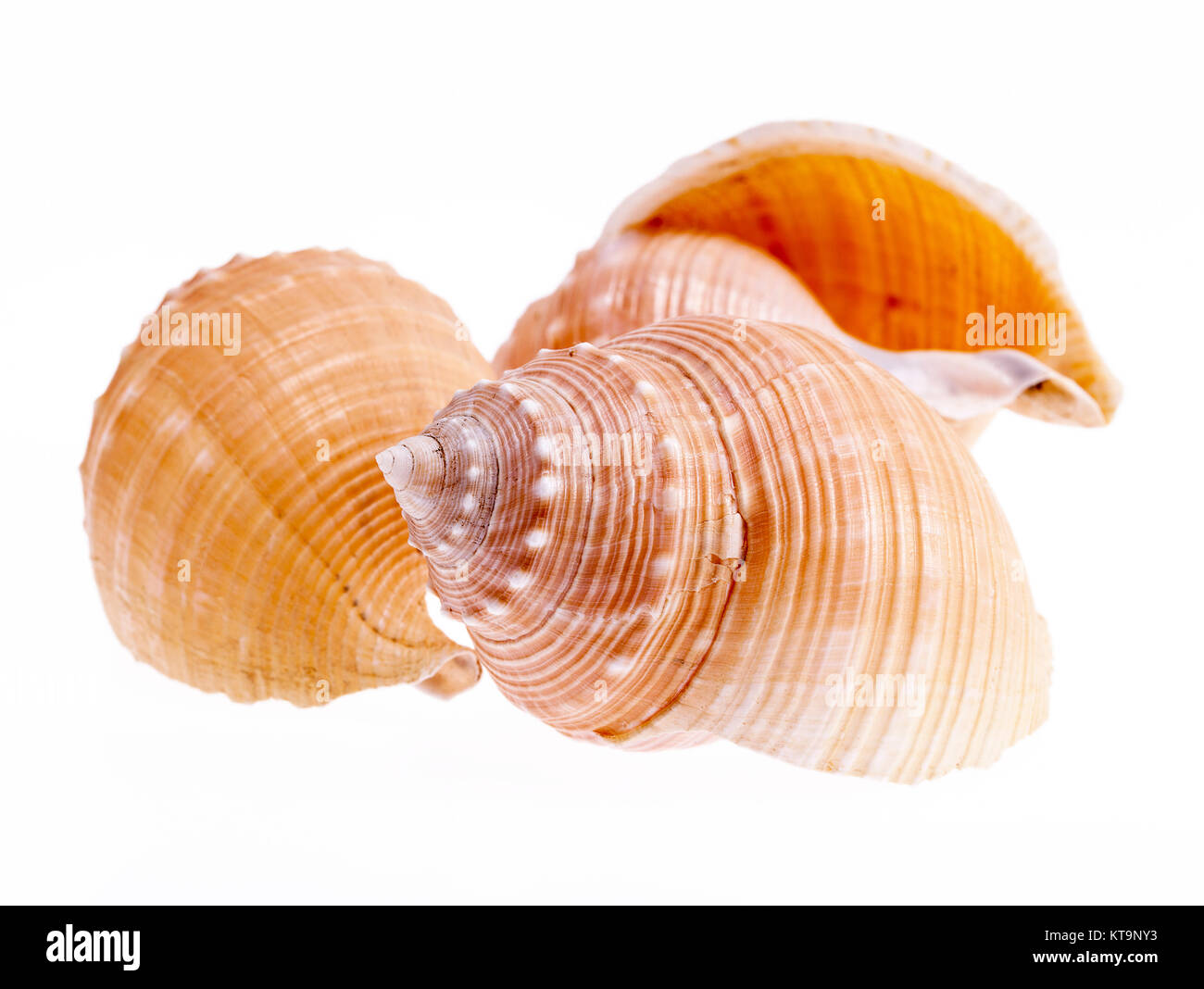 Sea shells of marine snails isolated on white background close up Stock Photo
