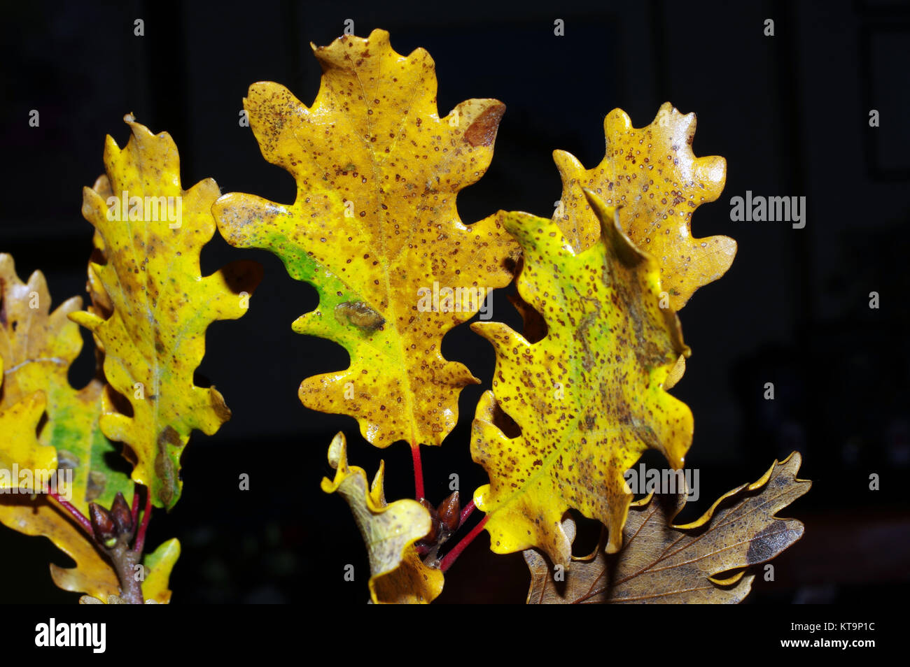 Leaves of quercus pubescens  in autumn close-up Stock Photo