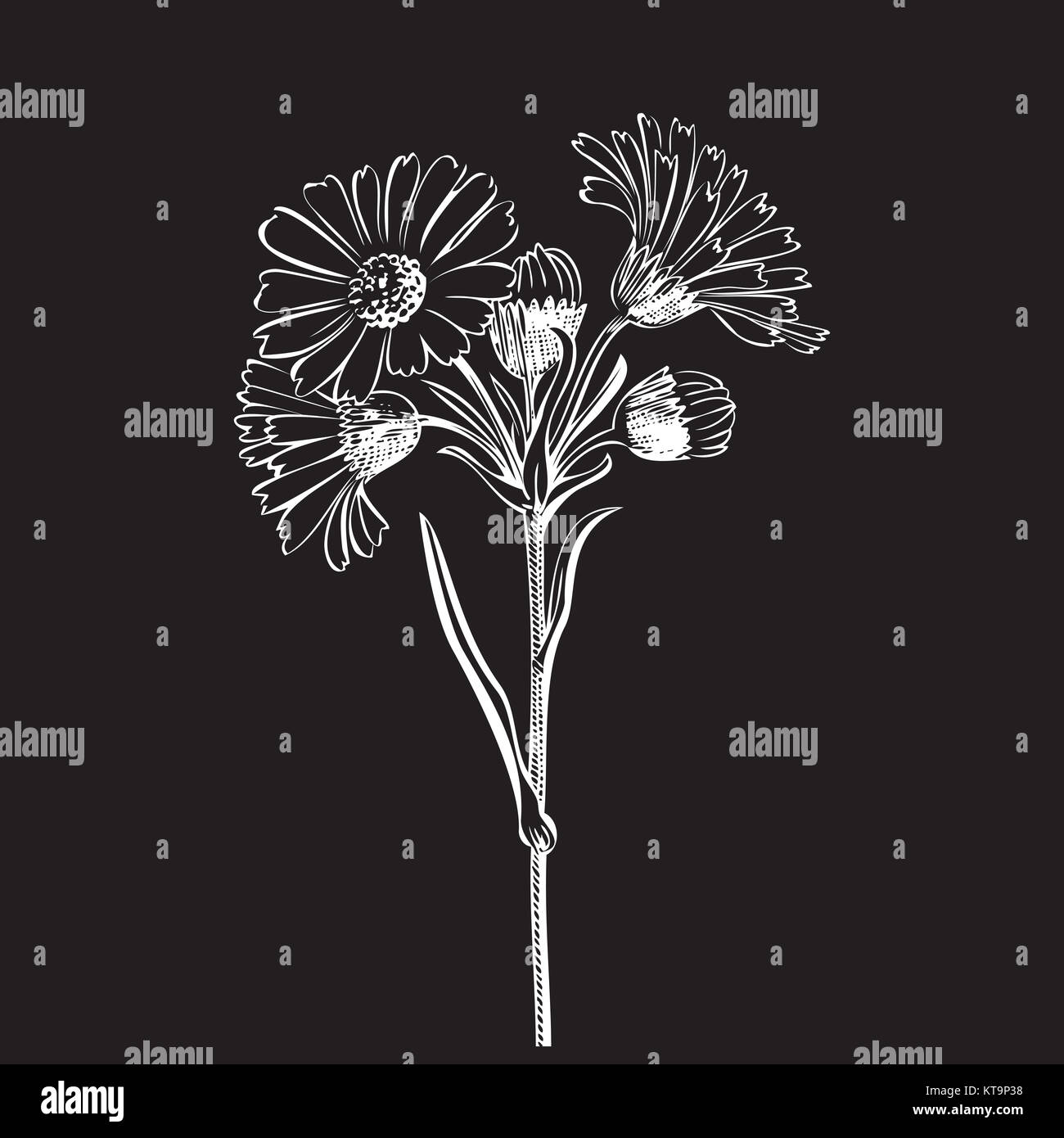 Hand drawn bouquet of daisy flowers isolated on white background Stock ...
