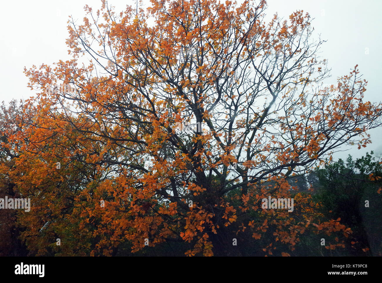 Quercus pubescens tree in the rain Stock Photo