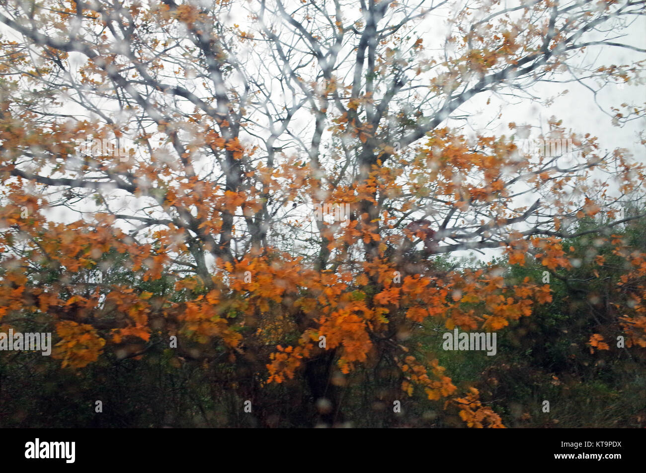 Quercus pubescens tree in the rain Stock Photo