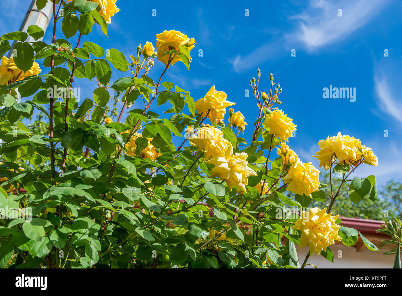 Yellow roses against blue sky Stock Photo