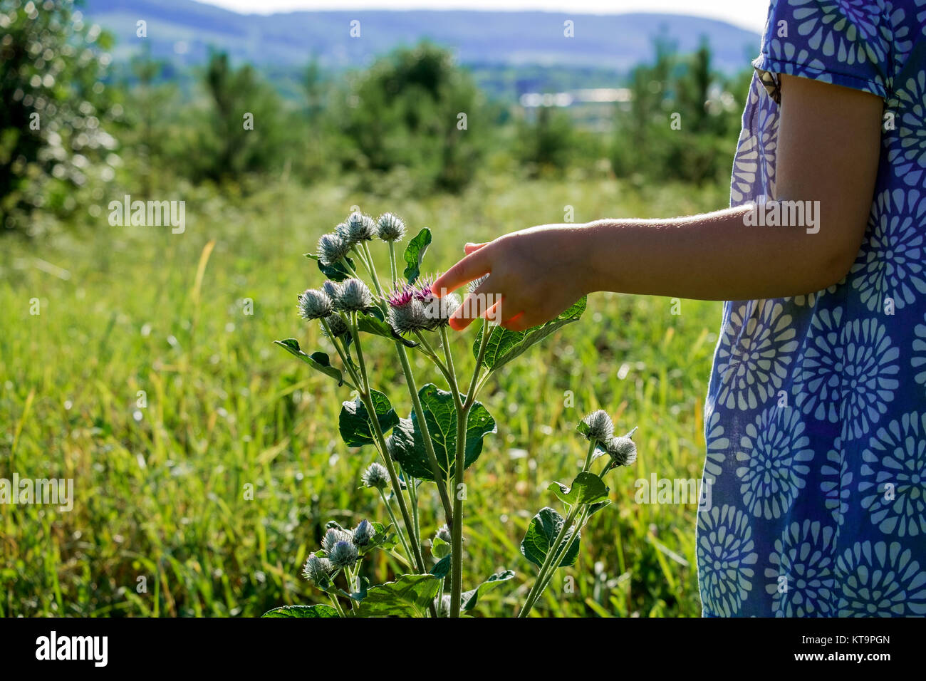 The hand of a little girl tears up the prickly flowers of burdock Stock Photo
