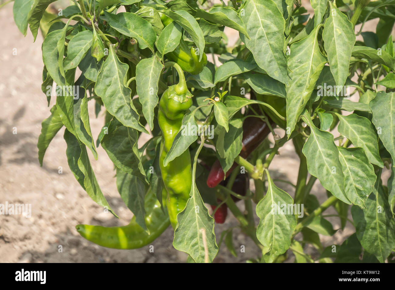Green pepper growing Stock Photo Alamy