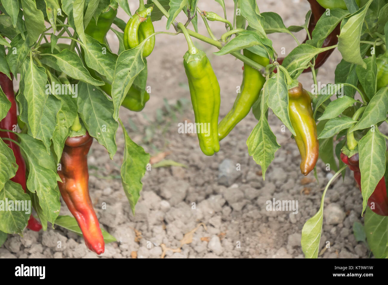 Green pepper growing Stock Photo Alamy