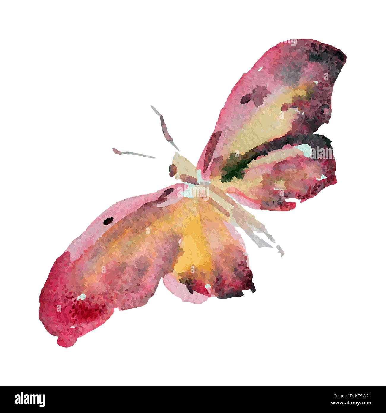 watercolor butterfly on white background vector illustration Stock ...
