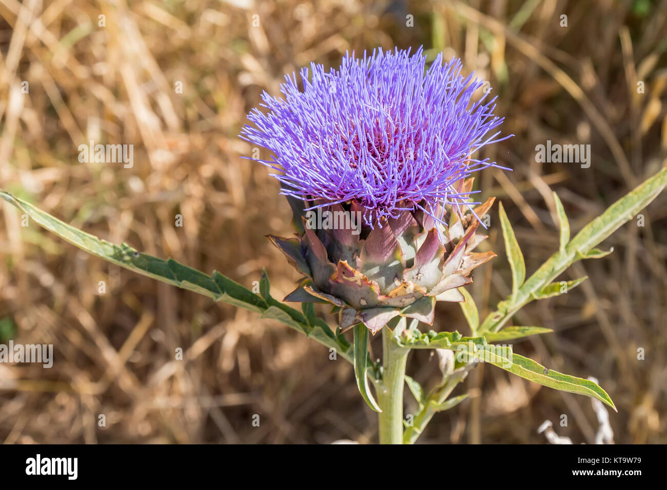 Beautiful large purple flower of the artichoke plant hi-res stock ...