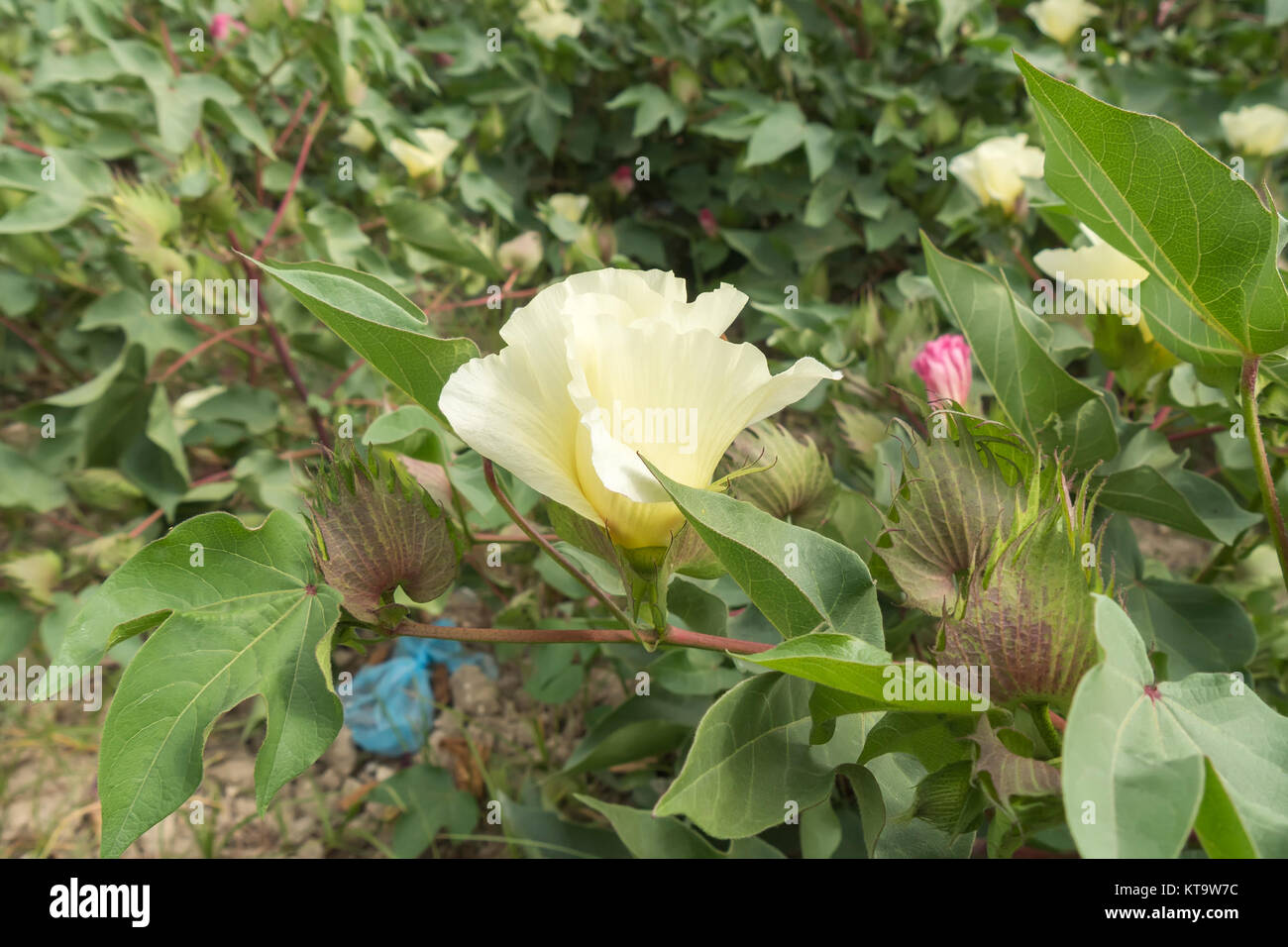 Cotton flower, cotton plant, cotton bud Stock Photo Alamy