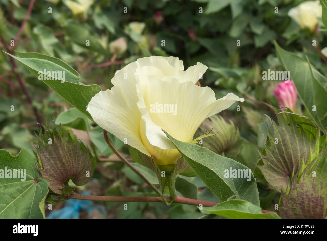 Cotton flower, cotton plant, cotton bud Stock Photo Alamy