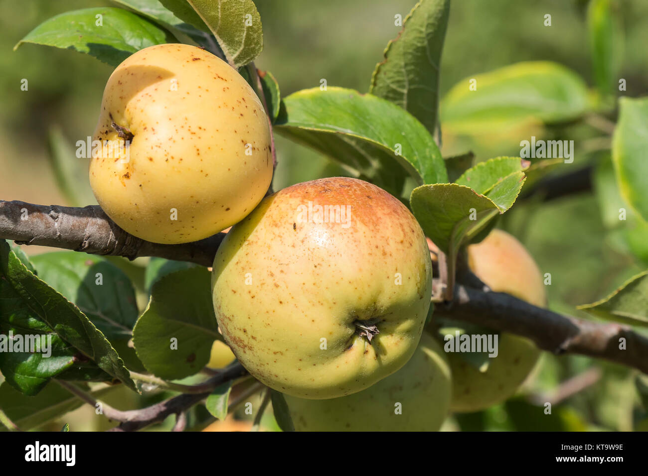 Apples on the tree, apple tree Stock Photo - Alamy