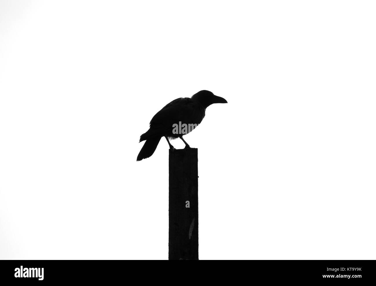 Crow Monochrome Stock Photo