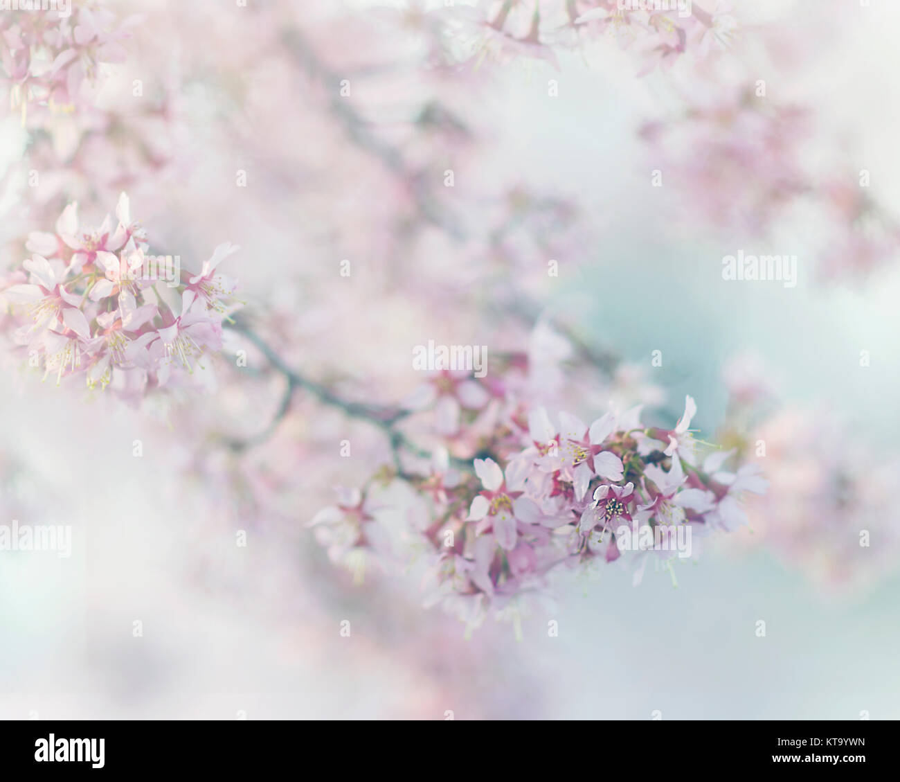 flowering cherry blossom tree branch in spring Stock Photo