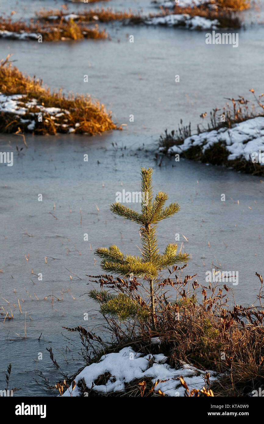 Small pines on a swamp in winter Stock Photo - Alamy