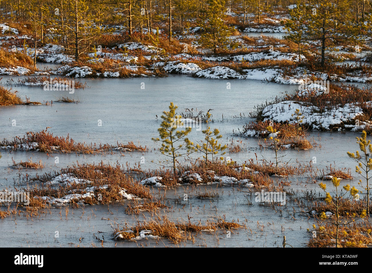 Small pines on a swamp in winter Stock Photo - Alamy