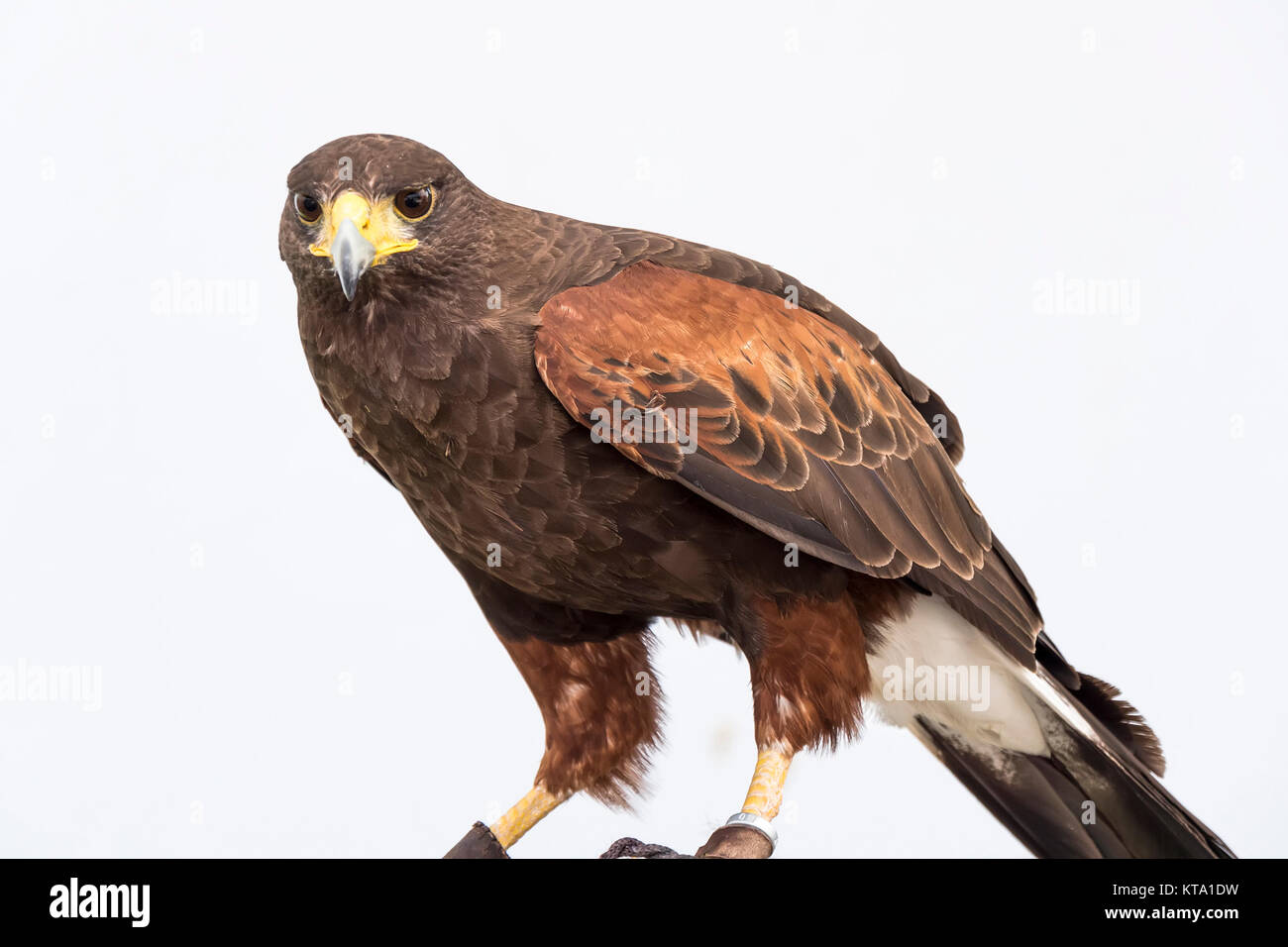 Eagle closely watching intently Stock Photo