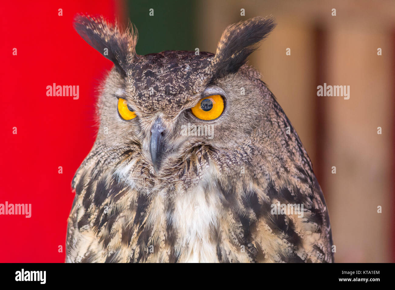 The Eurasian eagle-owl (Bubo bubo) Stock Photo