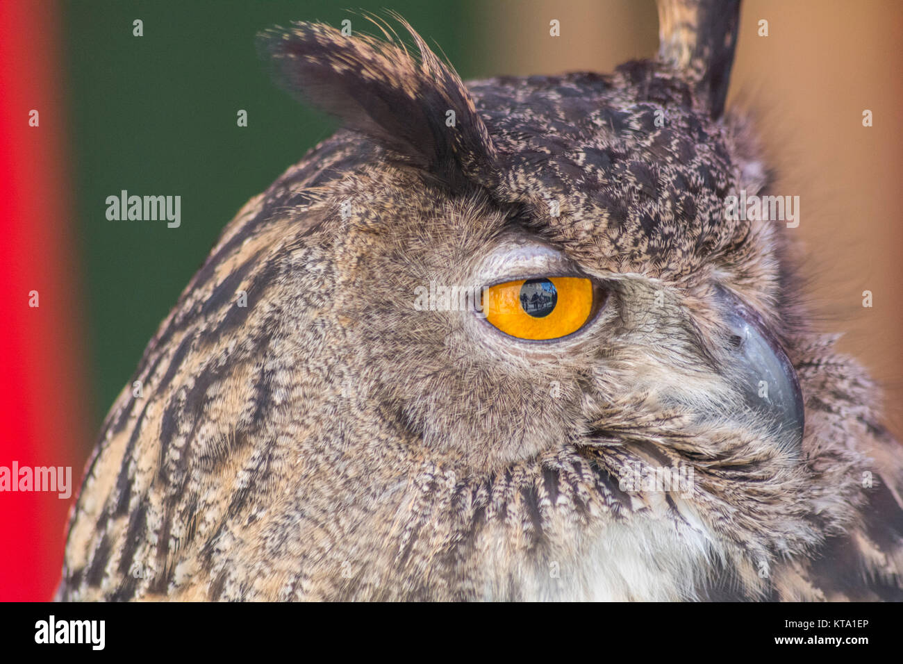 The Eurasian eagle-owl (Bubo bubo) Stock Photo
