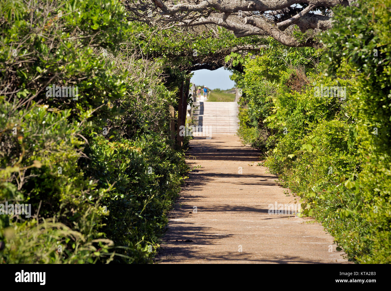 NC01155-00...NORTH CAROLINA - Trail at the Pea Island National Wildlife Refuge located on the Outer Banks. Stock Photo