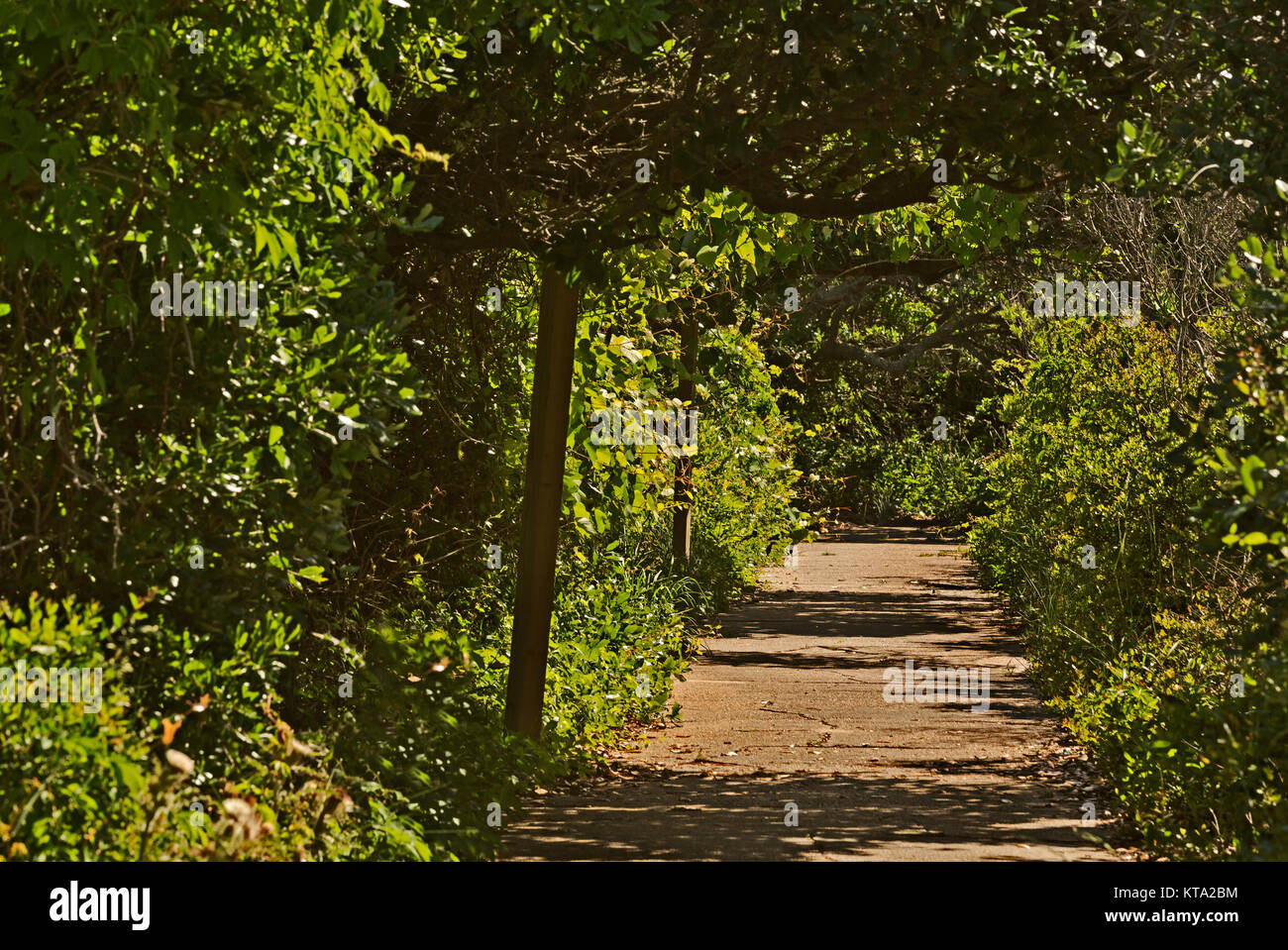 NC01156-00...NORTH CAROLINA - Trail at the Pea Island National Wildlife Refuge located on the Outer Banks. Stock Photo