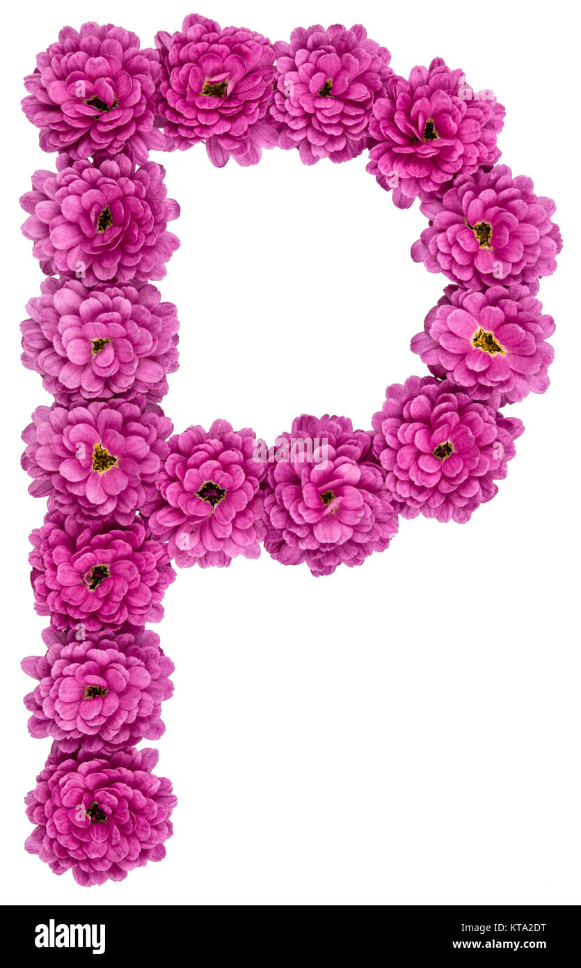 Letter P, alphabet from flowers of chrysanthemum, isolated on ...