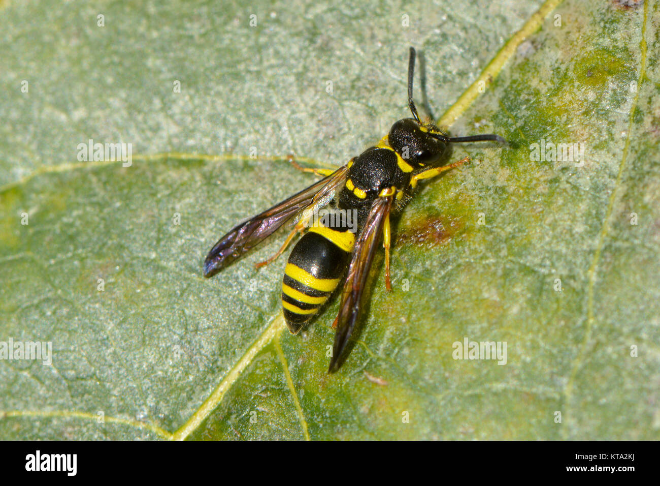 wasp on a branch Stock Photo