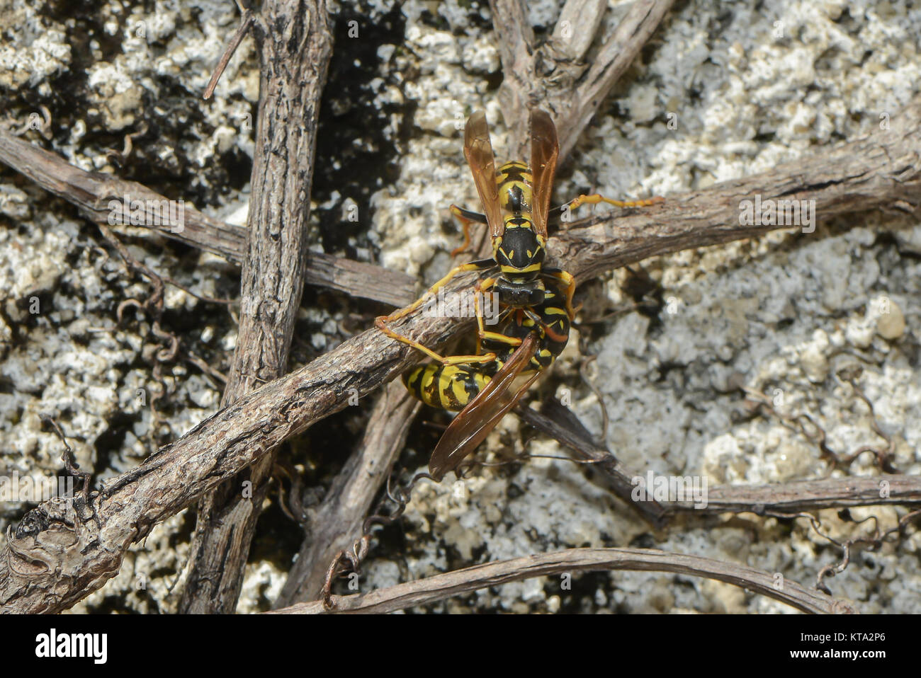 Spring Wasp wasps in the spring Stock Photo - Alamy
