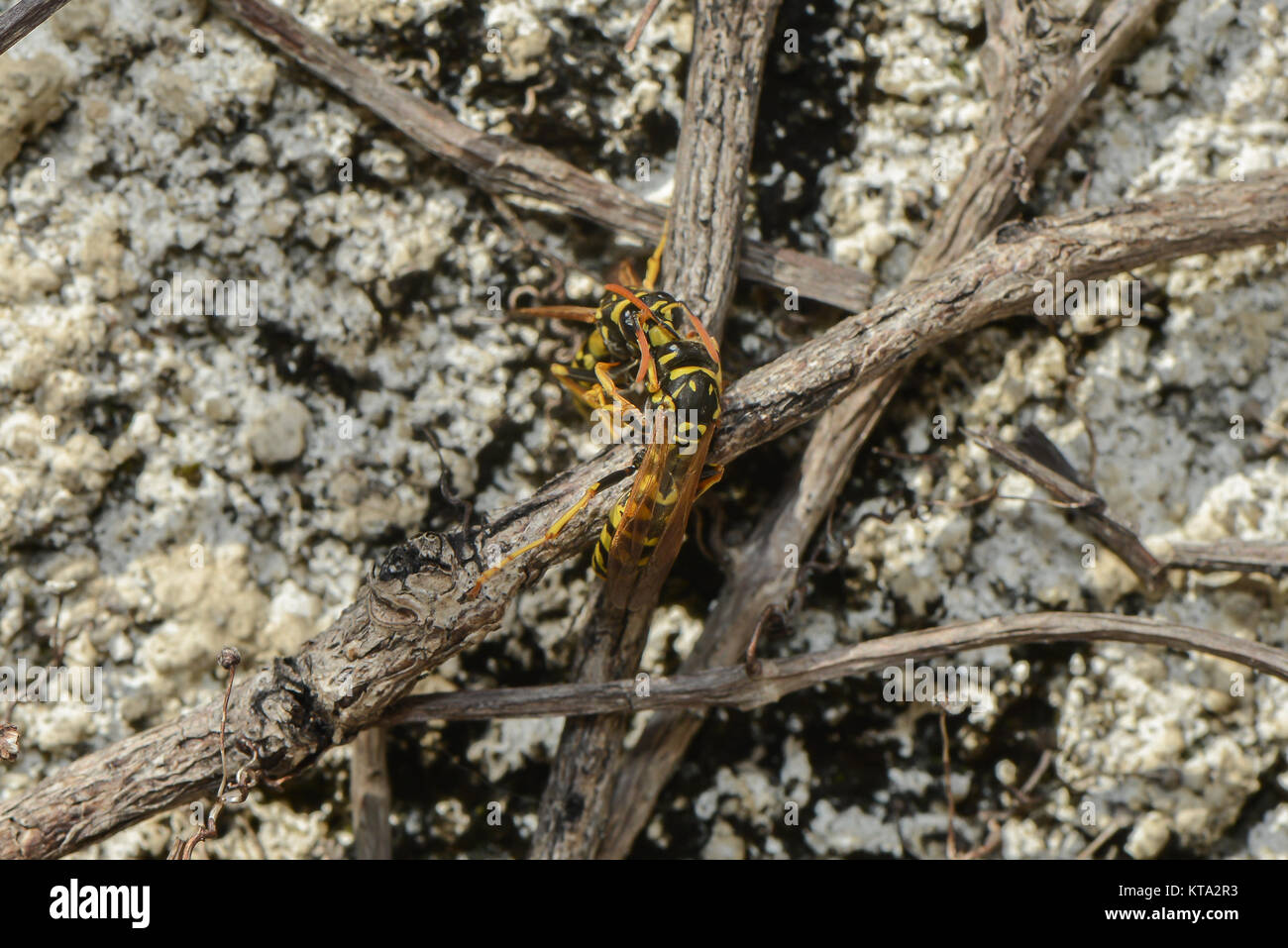 Spring Wasp wasps in the spring Stock Photo - Alamy