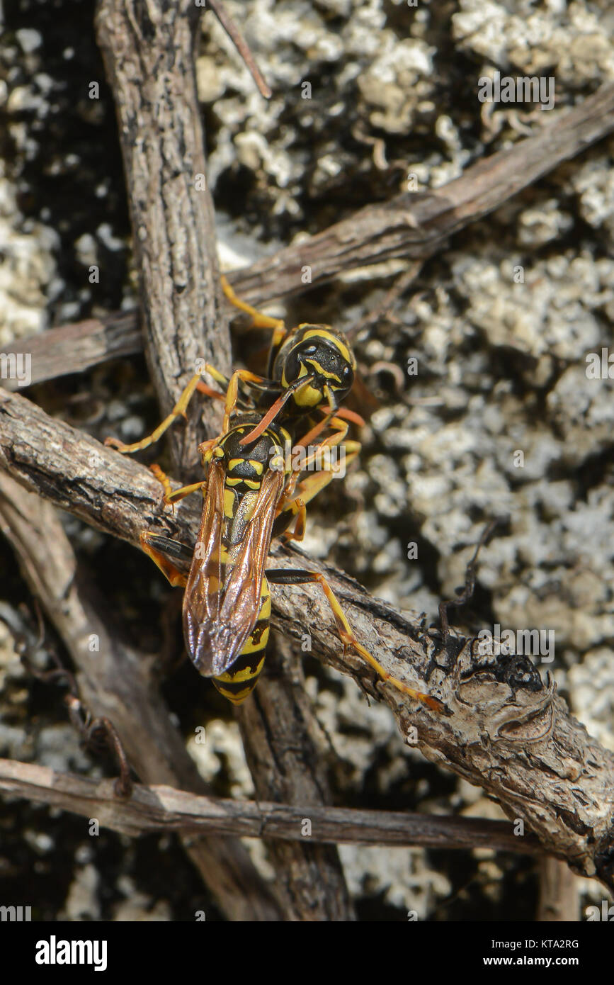 Spring Wasp wasps in the spring Stock Photo - Alamy