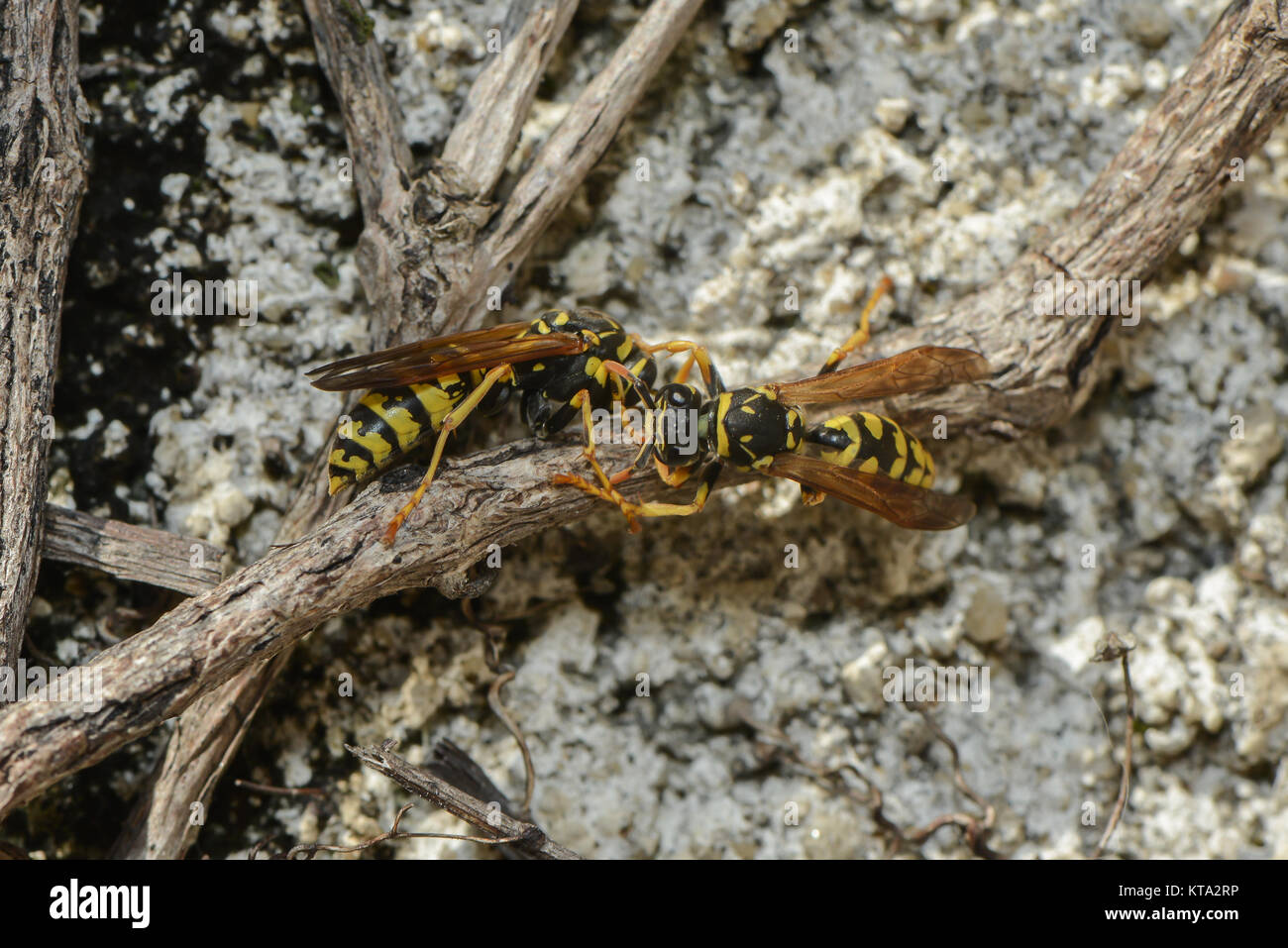 Spring Wasp wasps in the spring Stock Photo - Alamy